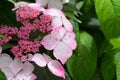 Closeup of beautiful pink hydrangea Serrata flowers surrounded by green leaves Royalty Free Stock Photo