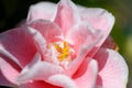 Closeup of beautiful pink Japanese Camelia flower Royalty Free Stock Photo