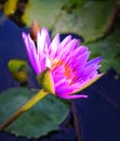 Closeup beautiful pink lotus blossom in the pond Royalty Free Stock Photo