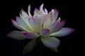 Closeup of A Beautiful Pink Lotus Flower Royalty Free Stock Photo