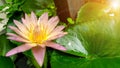 A beautiful pink lotus flower blooming in a garden with water droplets and sun, lens flare background Royalty Free Stock Photo