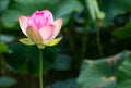 Closeup of beautiful pink lotus flower blooming over natural pond Royalty Free Stock Photo