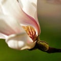 Closeup of a beautiful pink magnolia flower on a tree branch Royalty Free Stock Photo