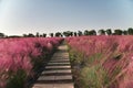 Pink muhly grass Royalty Free Stock Photo