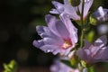 Closeup of beautiful pink Musk mallow flowers in the garden Royalty Free Stock Photo