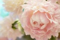 Closeup of beautiful pink Peonie flower on light blue background Royalty Free Stock Photo