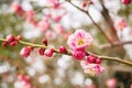 Closeup beautiful and pink Plum blossom blooming on tree brunch and winter season Royalty Free Stock Photo