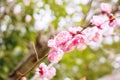 Closeup beautiful and pink Plum blossom blooming on tree brunch