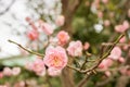 Closeup beautiful of pink Plum blossom blooming on tree brunch