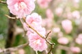 Closeup beautiful and pink Plum blossom blooming on tree brunch