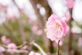 Closeup beautiful and pink Plum blossom blooming on tree brunch and winter season