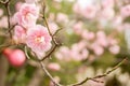 Closeup beautiful and pink Plum blossom blooming on tree brunch and winter season