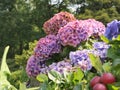 Closeup of beautiful pink and purple hydrangea flowers surrounded by green leaves during daylight Royalty Free Stock Photo