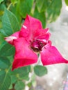 Closeup of a beautiful pink rose growing in a garden Royalty Free Stock Photo