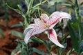 Closeup beautiful pink tiger lilly flower Royalty Free Stock Photo