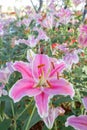 Closeup beautiful pink tiger lilly flower Royalty Free Stock Photo