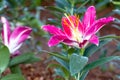 Closeup beautiful pink tiger lilly flower Royalty Free Stock Photo