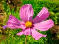 Closeup of a beautiful pink-violet flowerCosmos bipinnatus, commonly called the garden cosmos or Mexican aster, with a center Royalty Free Stock Photo