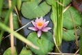 Closeup of beautiful pink water lily on pond at park Royalty Free Stock Photo