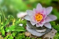 Pink waterlily bloom put o on heap of stones in green plant Royalty Free Stock Photo