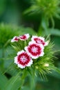 Closeup of beautiful pink and white carnation flowers on blurred background Royalty Free Stock Photo