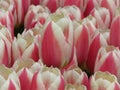 Closeup. Beautiful Pink and White Tulips Flowers Image. Many tulips blooming in the garden. Royalty Free Stock Photo