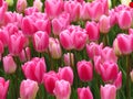 Flaming Purissima Acropolis tulips. Beautiful Pink and White Tulips Flowers Image. Many tulips blooming in the garden. Royalty Free Stock Photo