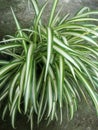 The Closeup, Beautiful plant Clorophytum comosum leaves with green and white color in the garden with cement floor Background