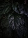 closeup of beautiful plant leaf patterns and textures in an outdoor garden Royalty Free Stock Photo