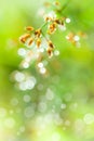 Closeup of beautiful poaceae with dew on blurred bokeh background. Outdoors.