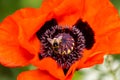 Closeup of a vibrant red poppy flower with a small bee in a lush green field Royalty Free Stock Photo