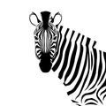 Closeup beautiful potrait Zebra looking at the camera isolated on white background Royalty Free Stock Photo