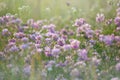 Closeup beautiful prairie with clower flowers