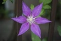 Closeup of a beautiful purple Asian virginsbower in a garden Royalty Free Stock Photo