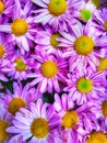 Closeup beautiful purple colour of daisies at the garden