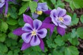 Closeup of the beautiful purple Columbine flowers