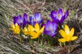 Closeup of beautiful purple Crocuses in the early spring, bees collect pollen on them