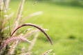 Closeup beautiful purple firework Fountain Grasses with blurred green copy space background