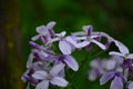 Closeup on beautiful purple gilliflower Hesperis matronalis