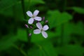 Closeup on beautiful purple gilliflower Hesperis matronalis