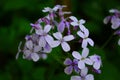 Closeup on beautiful purple gilliflower Hesperis matronalis