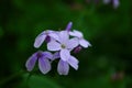 Closeup on beautiful purple gilliflower Hesperis matronalis