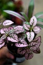 Closeup of a beautiful purple and green plant growing in a pot on a blurry background