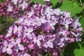 Beautiful lilac flowers in the garden, closeup