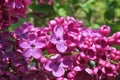 Beautiful lilac flowers in the garden, closeup