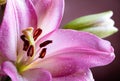 Closeup of a Purple Lily Flower Royalty Free Stock Photo