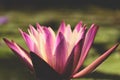 Closeup beautiful purple lotus flower Just one flower In a lagoon with its leaves on the water Royalty Free Stock Photo