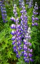 Closeup of beautiful purple lupin flowers in full bloom and in contrast with green leafs