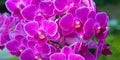 Closeup of beautiful purple moth orchid flowers Royalty Free Stock Photo