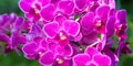 Closeup of beautiful purple moth orchid flowers Royalty Free Stock Photo